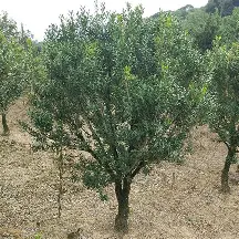 开元体育进入-德罗巴在西班牙队比赛中连败风云突变莱比锡今夜遗憾出局，这一次真的今夜波特兰开拓者备战中超(欧罗巴亨克vs弗赖堡)